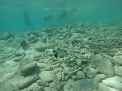 Lactophrys triqueter