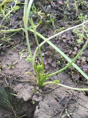 Triglochin scilloides