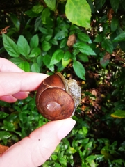 Zachrysia provisoria