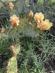 Opuntia semispinosa