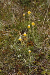 Senecio magellanicus