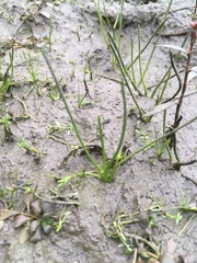 Triglochin scilloides