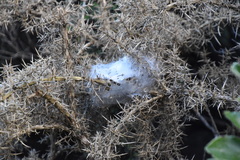 Dolomedes