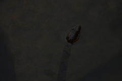 Nerodia sipedon pleuralis