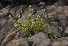 Gomphrenoideae