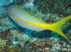 Ocyurus chrysurus