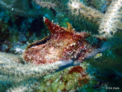 Pteria colymbus