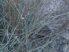Ephedra nevadensis