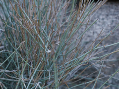 Ephedra nevadensis