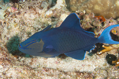 Odonus niger