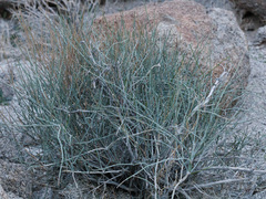 Ephedra nevadensis