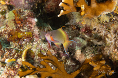 Pseudanthias huchtii
