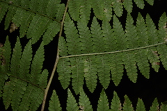 Deparia boryana