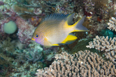 Amblyglyphidodon aureus