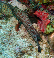 Cephalopholis cruentata