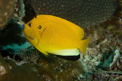 Apolemichthys trimaculatus