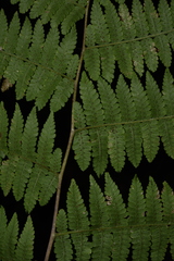 Deparia boryana