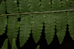 Deparia boryana