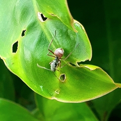 Polyrhachis bicolor