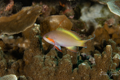 Pseudanthias huchtii