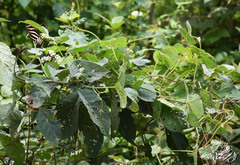 Tournefortia hartwegiana