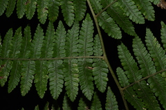 Deparia boryana