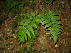 Deparia boryana
