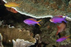 Mirolabrichthys tuka