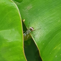 Polyrhachis bicolor