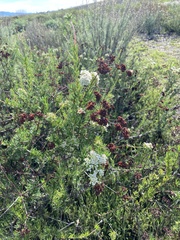 Eriogonum fasciculatum