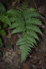 Deparia boryana