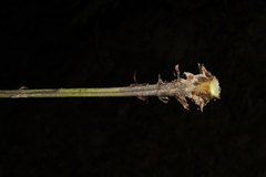 Deparia boryana