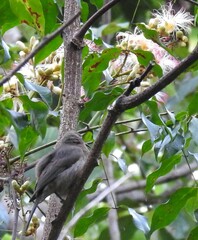 Myzomela obscura