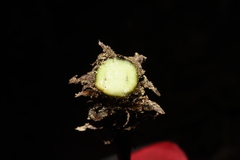 Deparia boryana