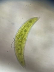 Closterium moniliferum