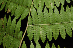Deparia boryana