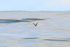 Hydrobates tethys