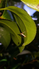 Caloptilia xanthopharella