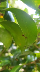 Caloptilia xanthopharella