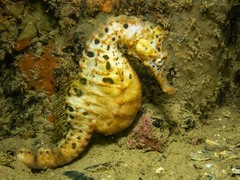 Hippocampus abdominalis