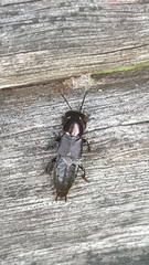 Antimerus punctipennis