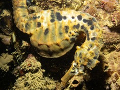 Hippocampus abdominalis