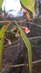 Apiomorpha rosaeformis