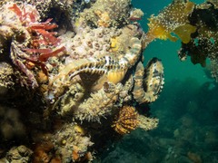 Hippocampus abdominalis