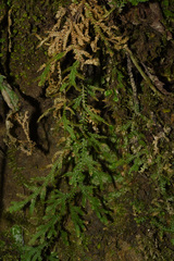 Selaginella pallida