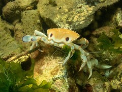 Ovalipes australiensis