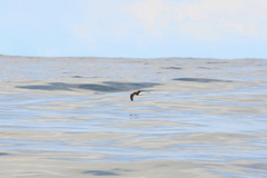 Hydrobates tethys
