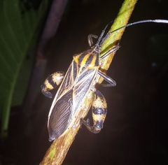 Physomerus grossipes