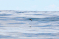 Hydrobates tethys