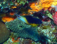 Stegastes partitus